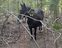 Suipacha: se fue de boliche y al regreso se robó una petisa