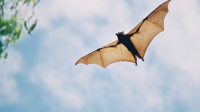 LUJÁN: ALERTA POR MURCIÉLAGO CON RABIA