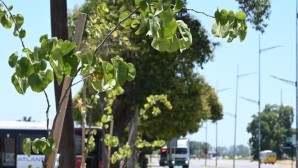 Luján: Avanza la forestación en la entrada