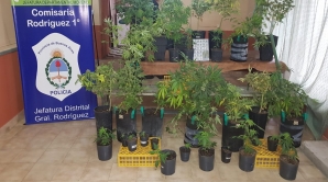 DESBARATAN INVERNADERO DE MARIHUANA TRAS ALLANAMIENTO.