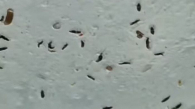 Invasión de &quot;bichitos&quot; en Luján: ¿de qué se trata?