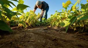 Anunciaron subsidio para productores agropecuarios