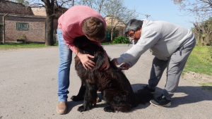 San Andrés de Giles: Vacunación Antirrábica Gratuita para perros y gatos, estos son los puestos que quedan