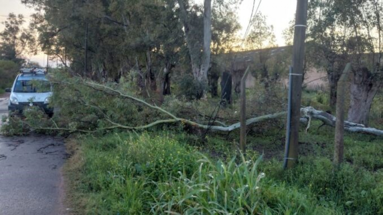 Destrozos y árboles caídos por la tormenta en Luján
