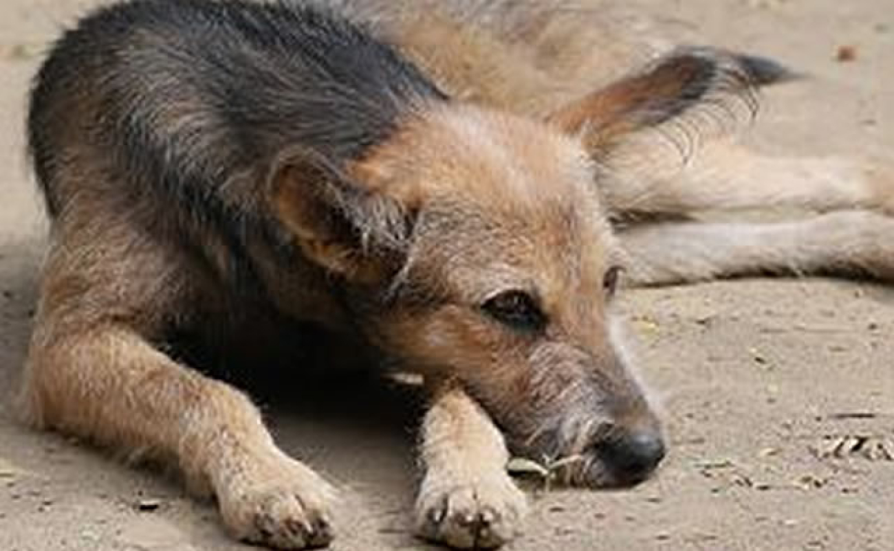 Perros en situación de calle: Zubeldía reclama castraciones y datos del censo animal de 2023