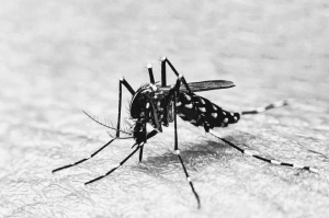 Récord de muertes por dengue en Argentina
