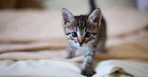 Zoonosis municipal realizará una jornada de adopción responsable de gatitos