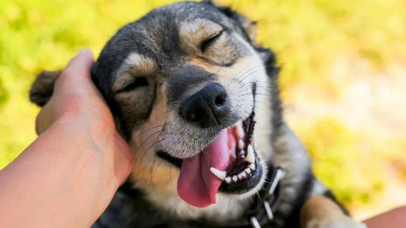 Este miércoles habrá adopción responsable y vacunación en la Plaza Central