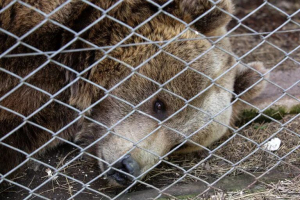 Fin de una era: empezó la Misión de Emergencia en el Zoo Luján