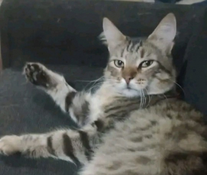 Luján: un gato le salvó la vida a 4 personas