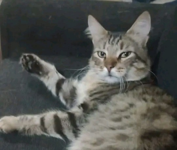Luján: un gato le salvó la vida a 4 personas