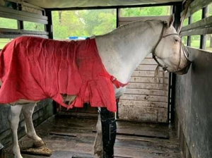 Murió Paloma, la yegua que conmocionó a Luján