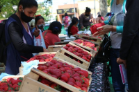 Este viernes comienza la 3° Fiesta de la Frutilla en General Rodríguez