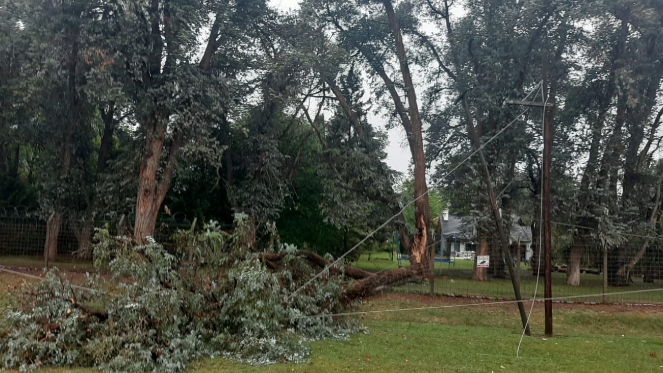 PRADERAS Y ALEDAÑOS: CORTE DE LUZ POR CAIDA DE ARBOL SOBRE EL TENDIDO ELÉCTRICO