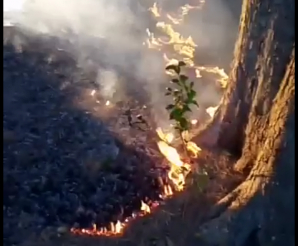 Otra vez fuego en el predio del Instituto Alvear