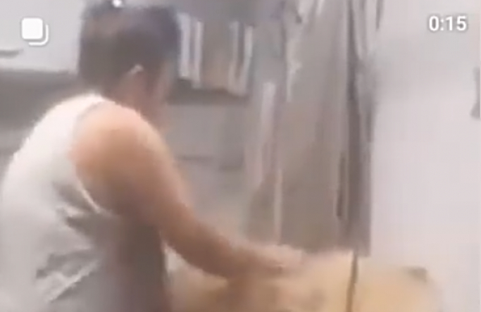 Maltrato animal en peluquería canina: se denunció a la mujer