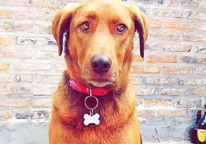 Tristísimo: murió una perra por la pirotecnia